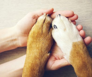 Dog,Paws,And,Human,Hand,Close,Up,,Top,View.,Conceptual